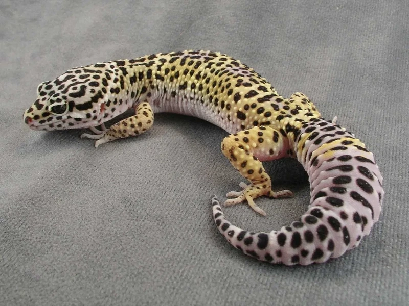 Nuôi thằn lằn Leopard Gecko dễ nuôi tiện lợi và thú vị