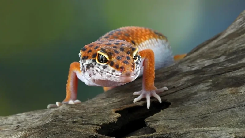 Tạo hình đẹp với thằn lằn Leopard Gecko chụp ảnh ấn tượng