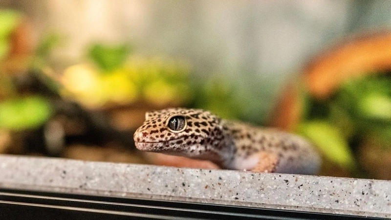 Khám phá thằn lằn Leopard Gecko exotic độc đáo và hiếm