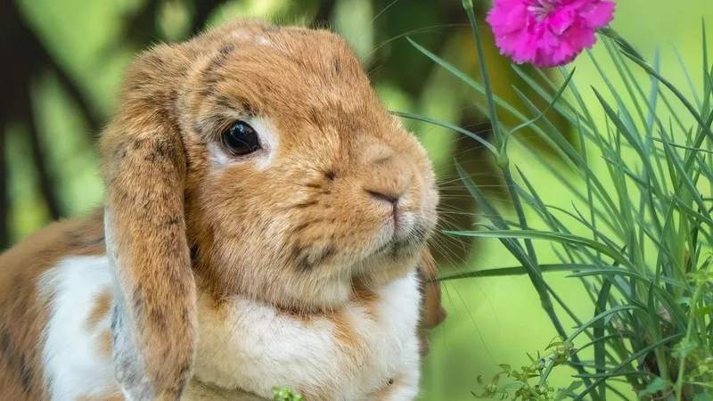 Chọn mẫu lồng cho thỏ tai cụp sạch