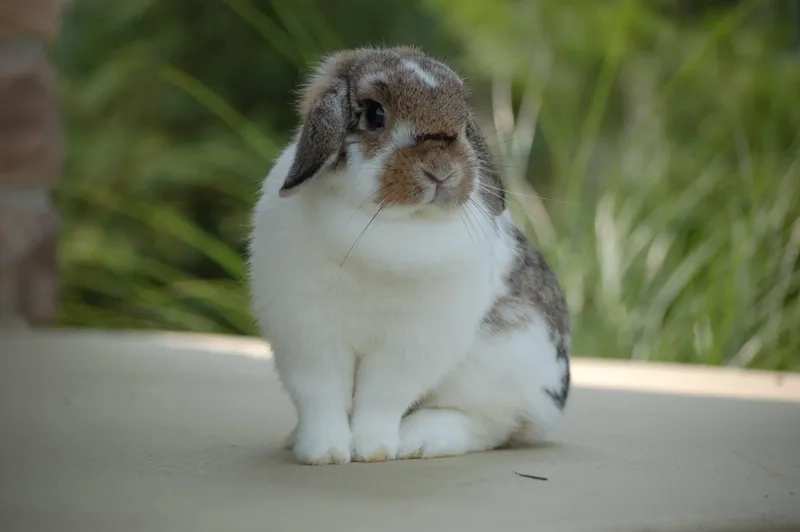 Giải đáp thỏ tai cụp có lớn không