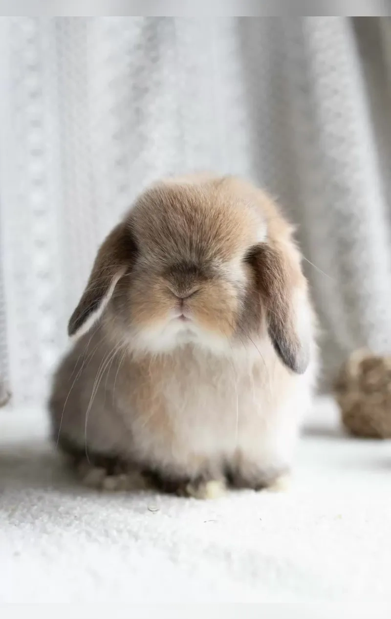 Kỹ thuật chăm sóc thỏ tai cụp tại nhà