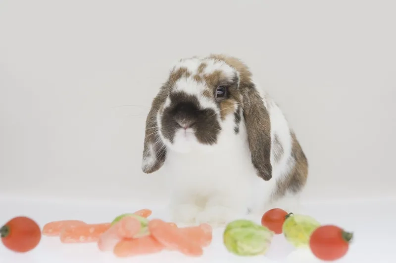 Bộ lông chú thỏ tai cụp xám mượt mà