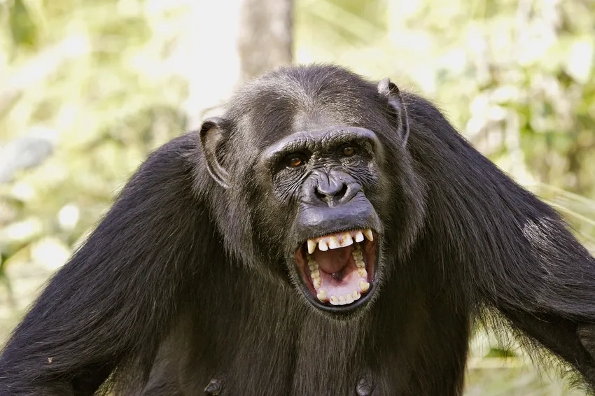 Hình ảnh con tinh tinh ngộ nghĩnh trong tự nhiên