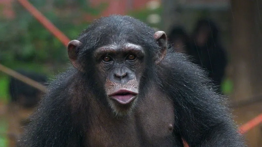 Thức ăn tinh tinh phong phú phản ánh đời sống hoang dã