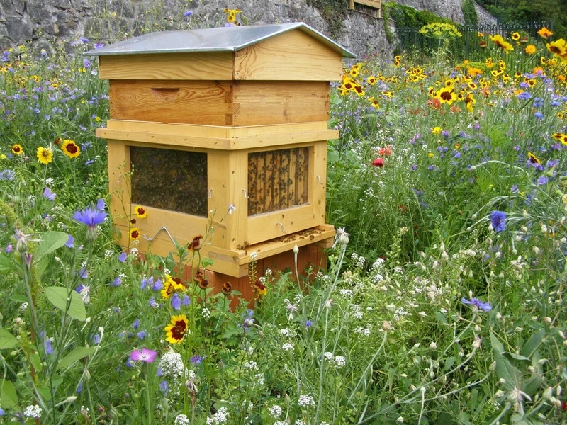 Tìm hiểu tổ ong nghệ thuật sinh học trong tự nhiên