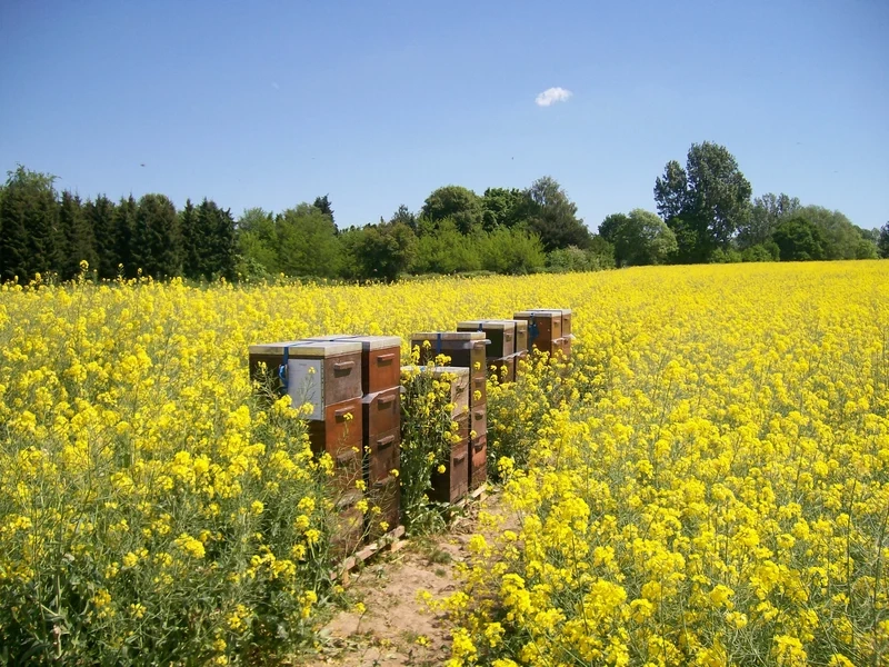 Hòa mình vào tổ ong nghệ thuật nền thiên nhiên yên bình