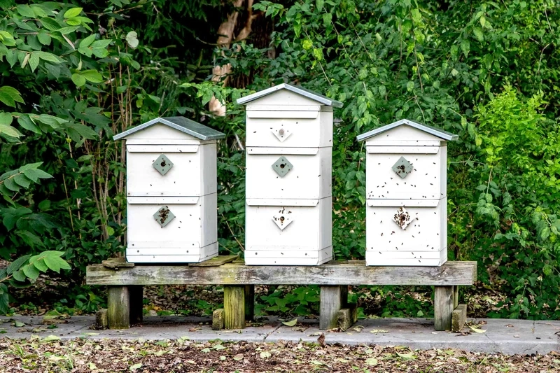 Chiêm ngưỡng tổ ong nghệ thuật đẹp nhất tinh tế và nổi bật