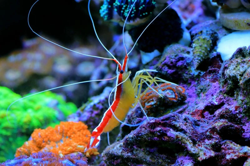 Tôm bác sĩ nổi tiếng với khả năng làm sạch sinh vật biển