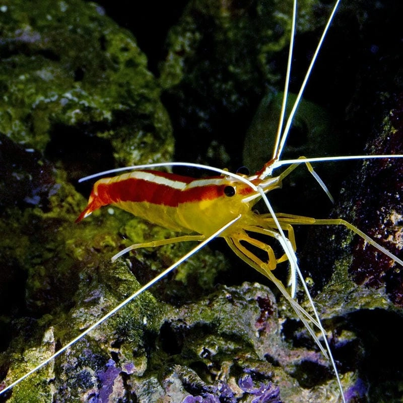 Con tôm bác sĩ nhỏ bé nhưng đóng vai trò quan trọng