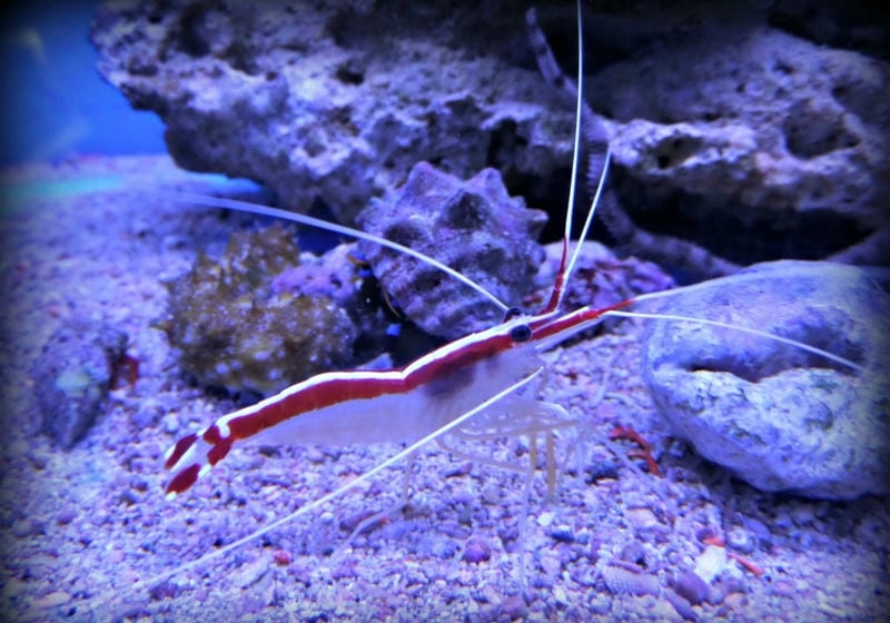 Nuôi tôm bác sĩ giúp bể cá luôn sạch khỏe