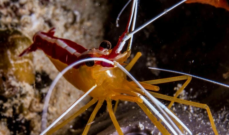 Đặc điểm tôm bác sĩ thân nhỏ màu sắc nổi bật