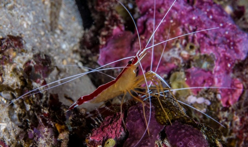 Kích thước tôm bác sĩ nhỏ gọn dễ nhận biết