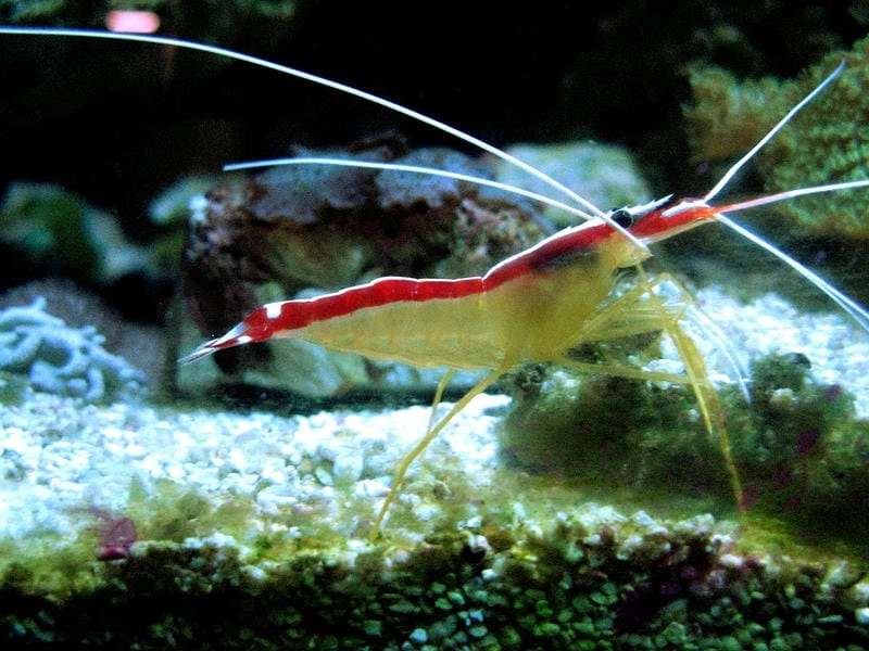Tôm bác sĩ tiếng anh là cleaner shrimp quen thuộc