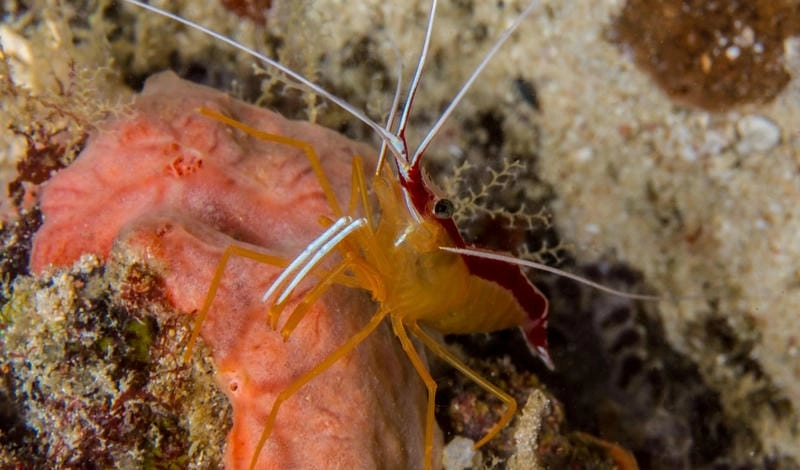 Tôm bác sĩ wiki cung cấp kiến thức sinh học chi tiết