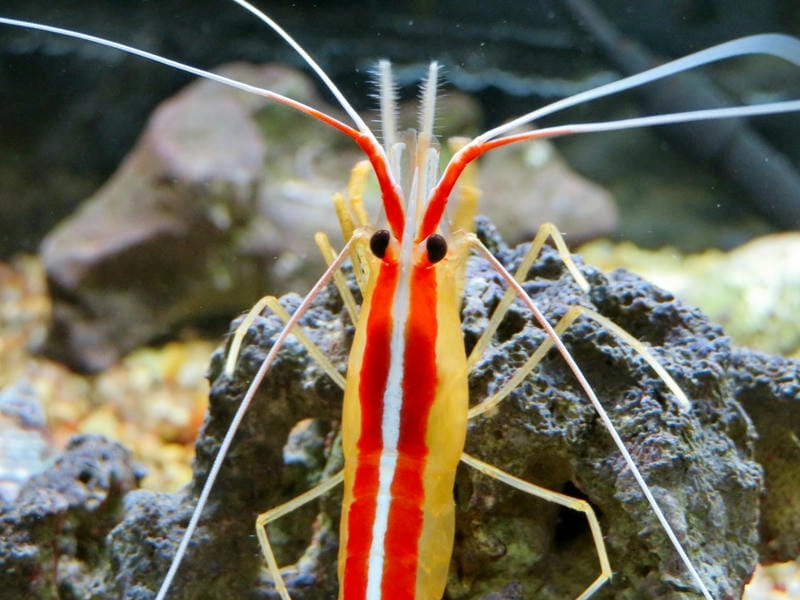 Môi trường sống tôm bác sĩ cần nước sạch ổn định