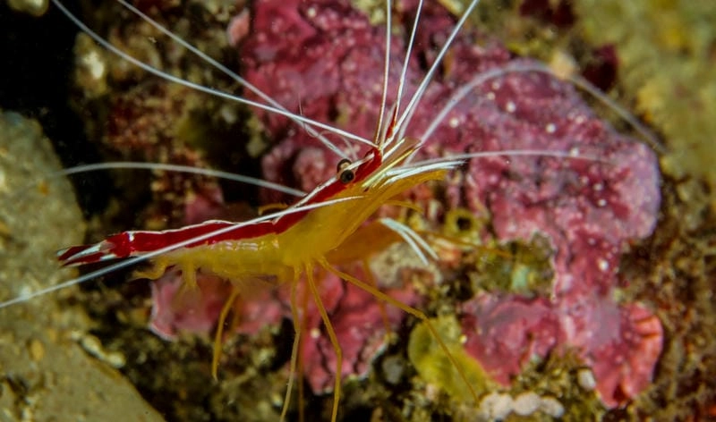 Hình nền tôm bác sĩ mang vẻ đẹp sinh động biển