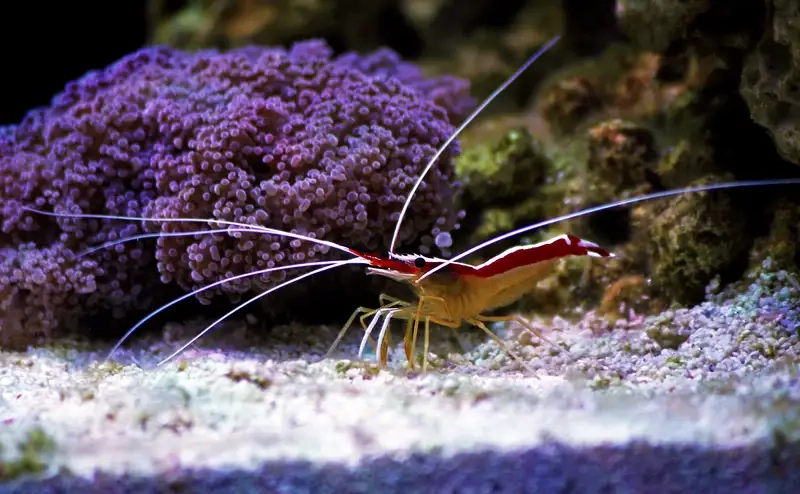 Tôm bác sĩ sinh sản diễn ra trong môi trường ổn định