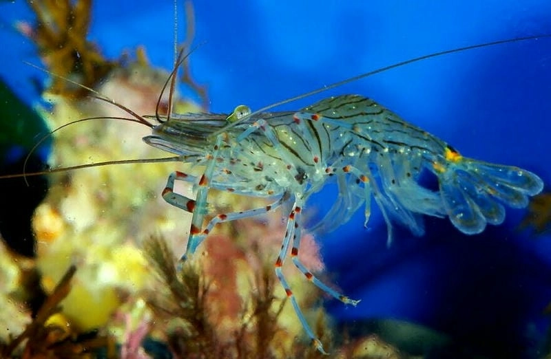 Tôm gai nổi bật với lớp vỏ sần sùi đầy gai