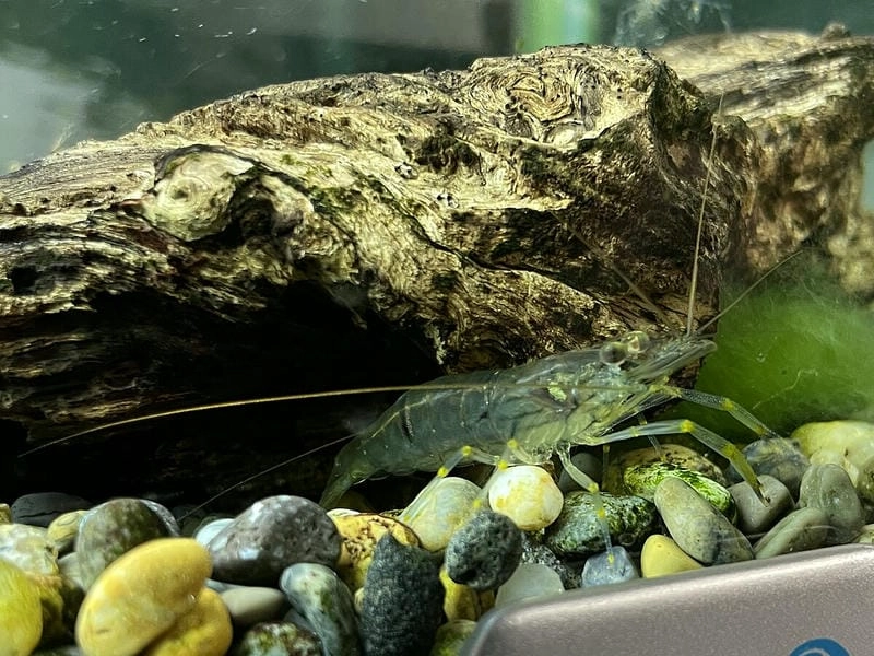 Tôm gai là con gì sinh vật giáp xác đặc trưng