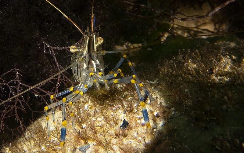 Kích thước tôm gai khá lớn so với tôm thường