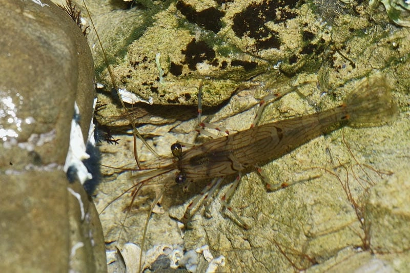 Nuôi tôm gai cần môi trường nước ổn định