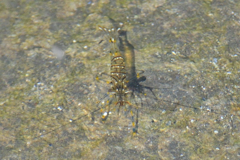 Mùa tôm gai gắn liền thời điểm khai thác