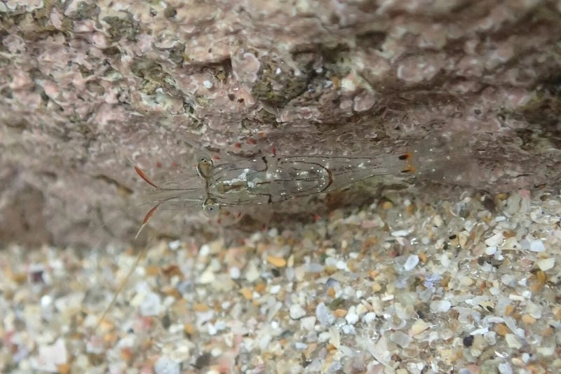 Nơi sống tôm gai thường là rạn đá ngầm