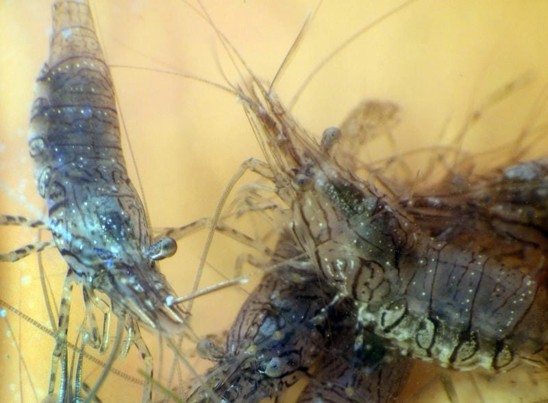 Nguồn gốc tôm gai xuất phát từ biển nhiệt đới