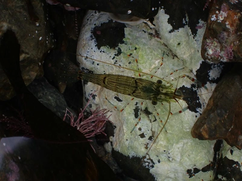 Tập tính tôm gai sống đơn lẻ và ẩn nấp