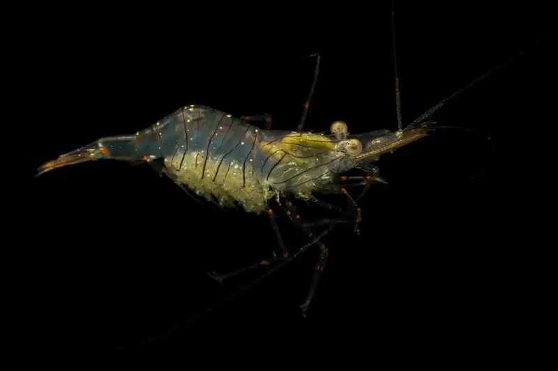 Tôm gai wiki cung cấp kiến thức khoa học đầy đủ