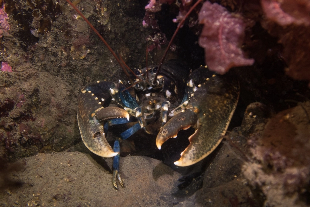 Cách ăn tôm hùm đúng cách để thưởng thức trọn vị ngon