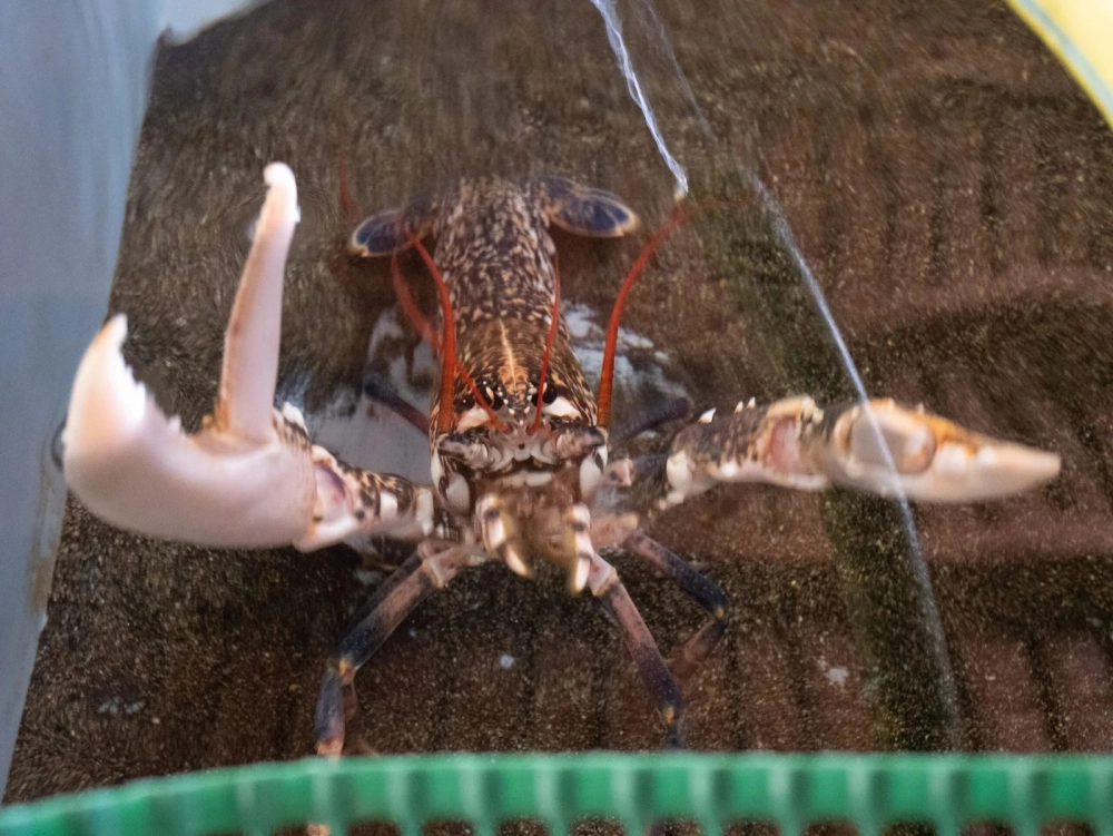 Tôm hùm tre với lớp vỏ vân xanh độc đáo