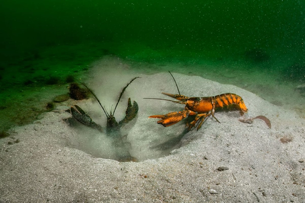 Tôm hùm xanh hiếm thấy xuất hiện dưới đáy biển sâu