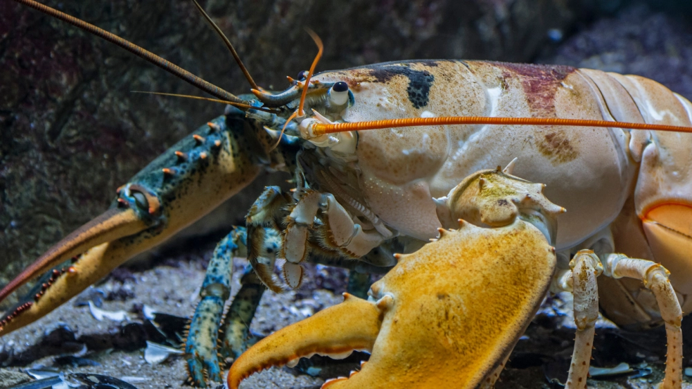 Hình nền tôm hùm cho điện thoại với độ phân giải cao