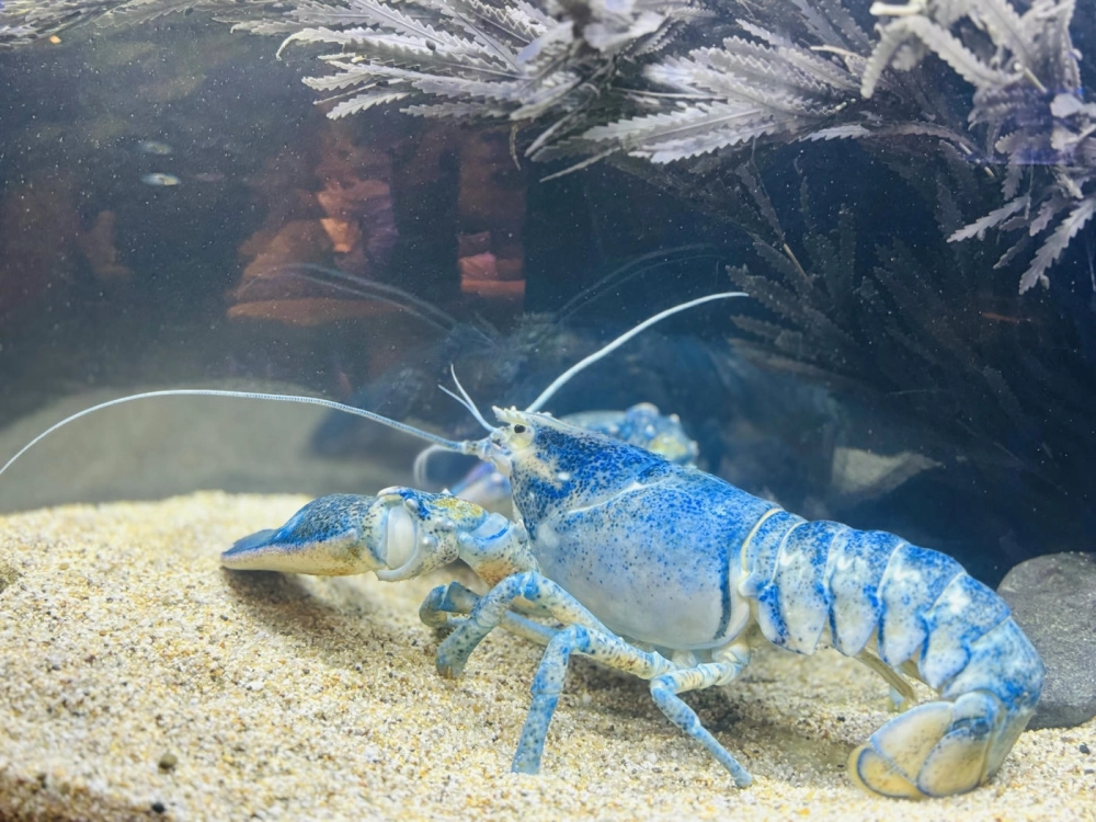 Tôm hùm dưới rặng san hô tạo nên bức tranh thiên nhiên tuyệt mỹ