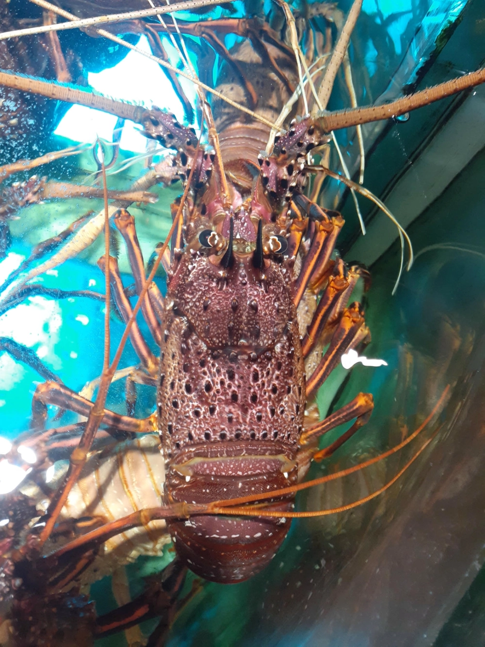 Tôm hùm và rượu vang biểu tượng của bữa tiệc sang trọng