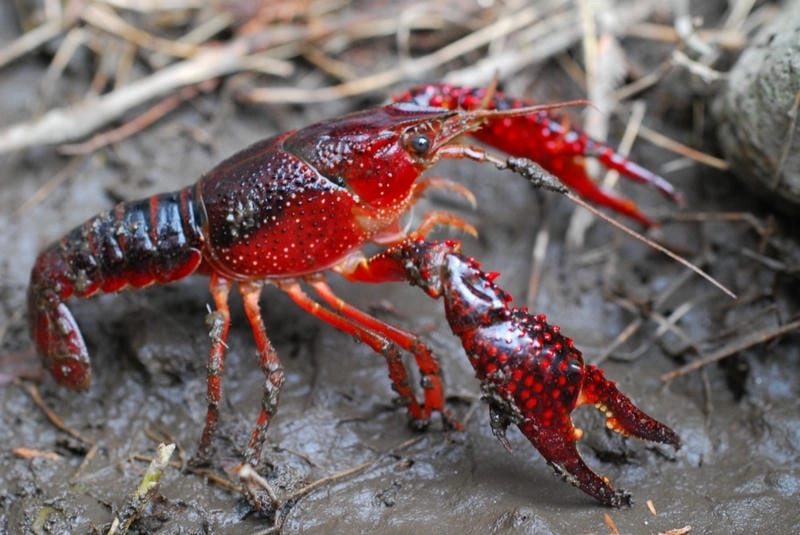 Tôm hùm đất sống ở đâu thường tại ao hồ sông rạch