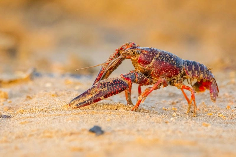 Con tôm hùm đất thích nghi mạnh trong môi trường nước