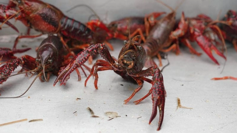 Nguồn gốc tôm hùm đất bắt nguồn từ châu Mỹ