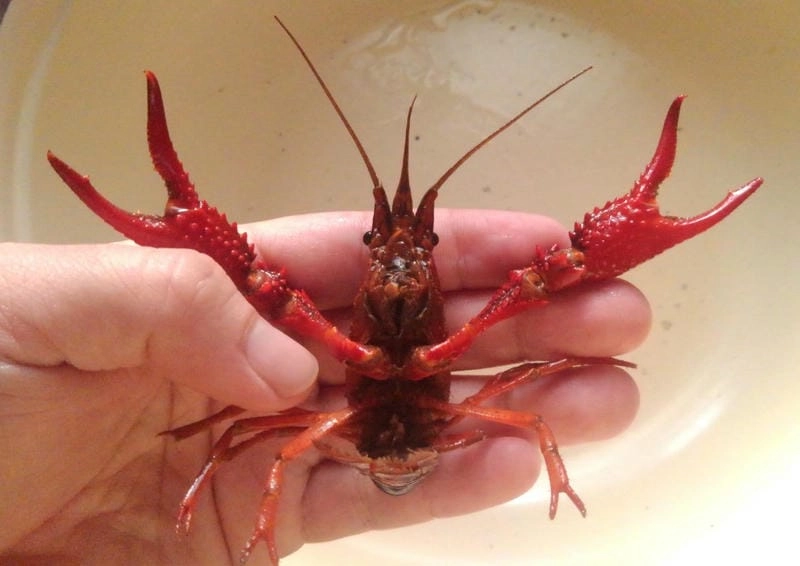 Các loại tôm hùm đất phân bố nhiều khu vực