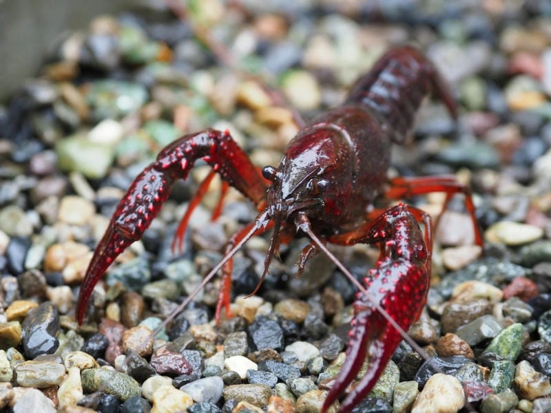 Tuổi thọ tôm hùm đất khá dài trong tự nhiên