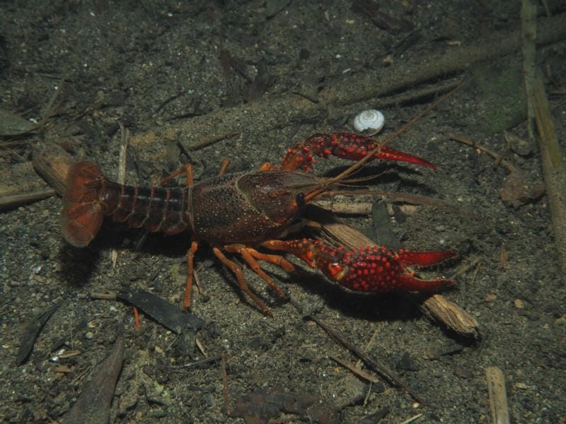 Nơi sống tôm hùm đất thường là bùn đáy