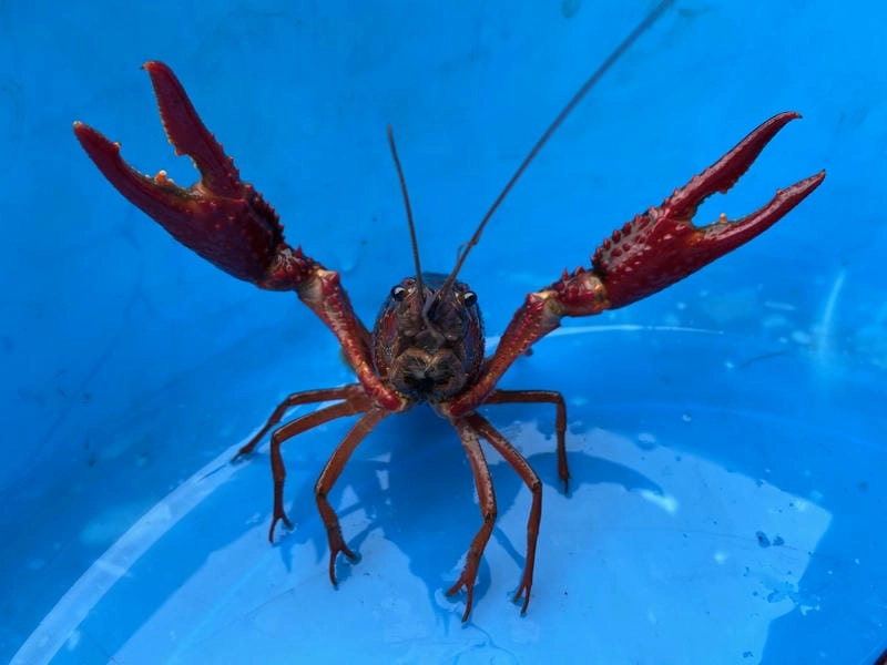 Tôm hùm đất nước ngọt sinh trưởng rất nhanh