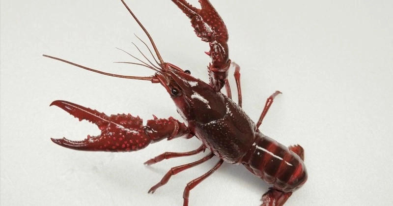 Tôm hùm đất lột xác là quá trình phát triển