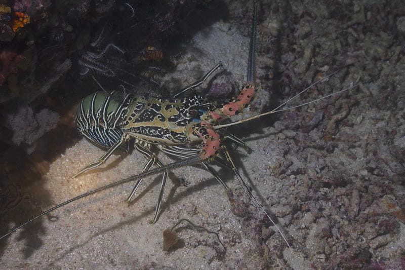 Tôm hùm tre nổi bật với màu sắc tự nhiên bắt mắt