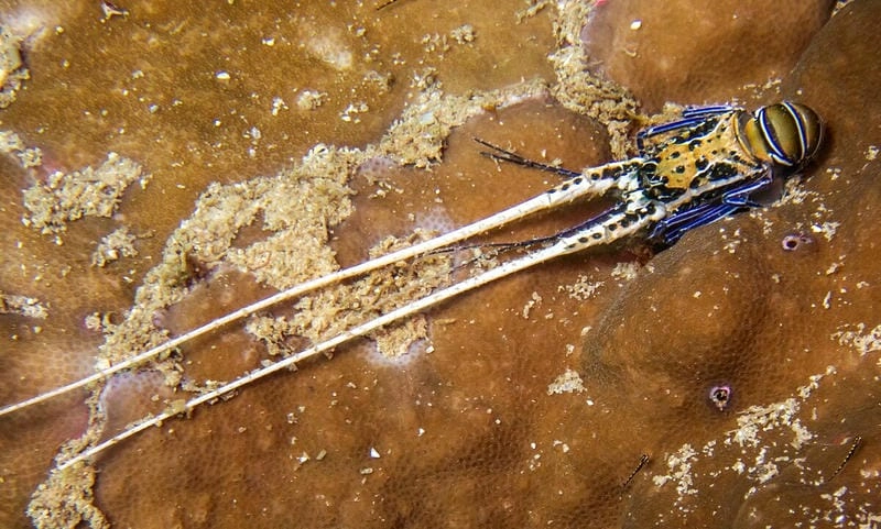 Tập tính tôm hùm tre sống về đêm ẩn nấp