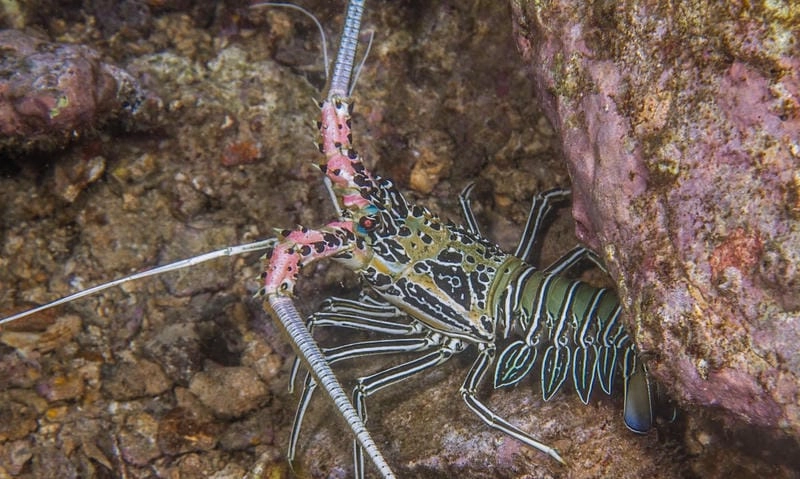 Ảnh tôm hùm tre đẹp thể hiện sức sống biển