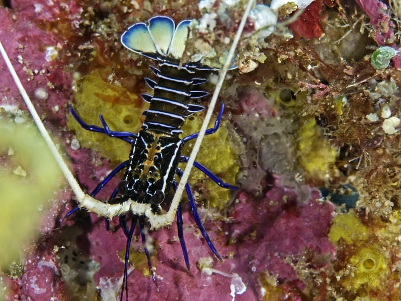 Xem ảnh tôm hùm tre khám phá sinh vật quý hiếm