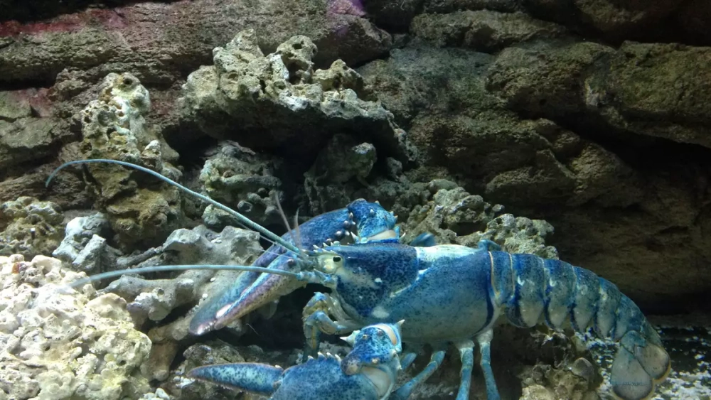 Tôm hùm bơi dưới biển trong môi trường tự nhiên hoang sơ